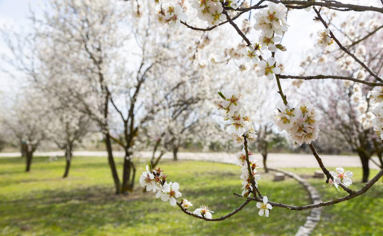 Almendros en flor en Valladolid durante la pasada primavera. 