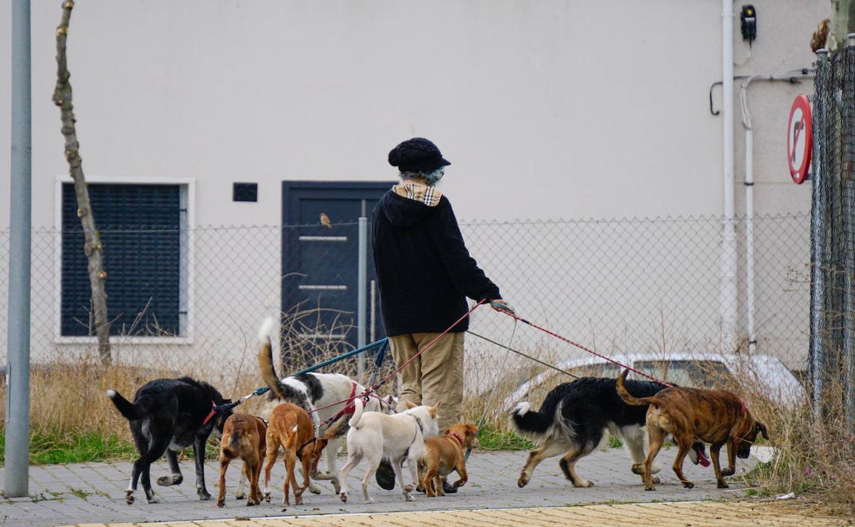 El Ayuntamiento recuerda a los propietarios de perros cómo actuar ante la  oruga procesionaria | El Norte de Castilla