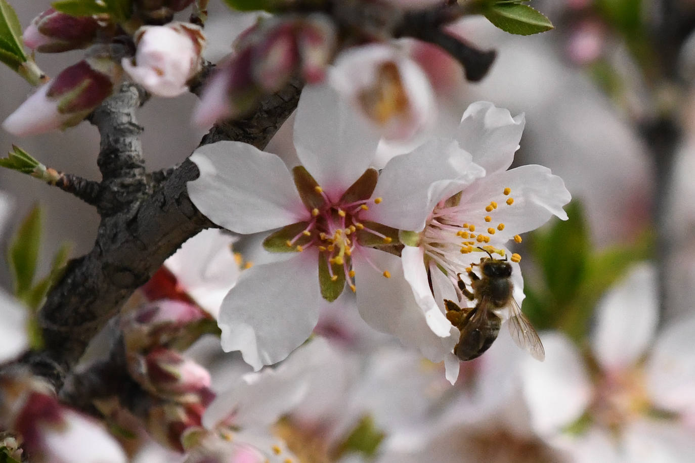 Fotos: La primavera se estrena en Valladolid con sol y temperaturas agradables