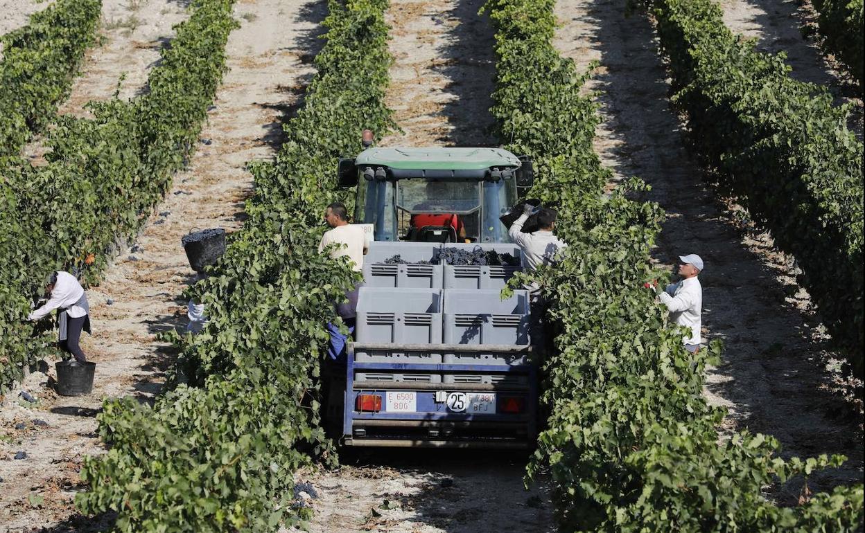 El encarecimiento de los suministros preocupa al sector del vino