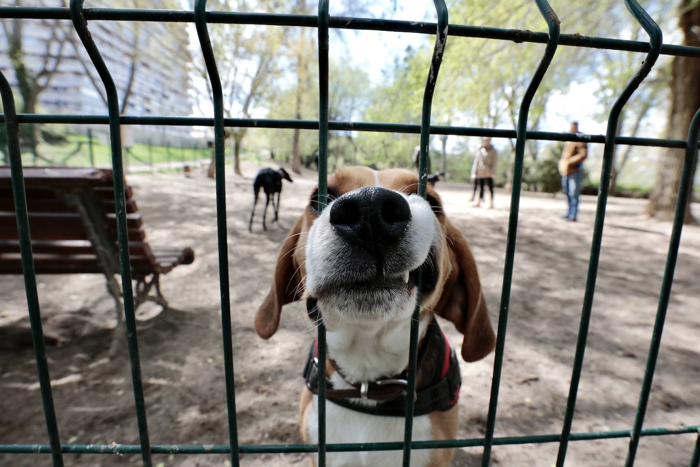 Fotos: Parque canino de las Moreras en Valladolid