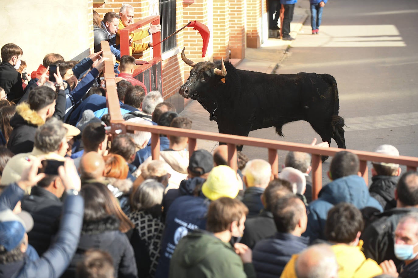 El 'Toro del Arrope' regresa a Siete Iglesias. 