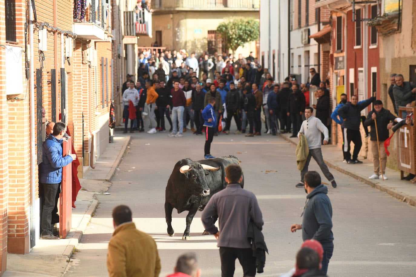 El 'Toro del Arrope' regresa a Siete Iglesias. 