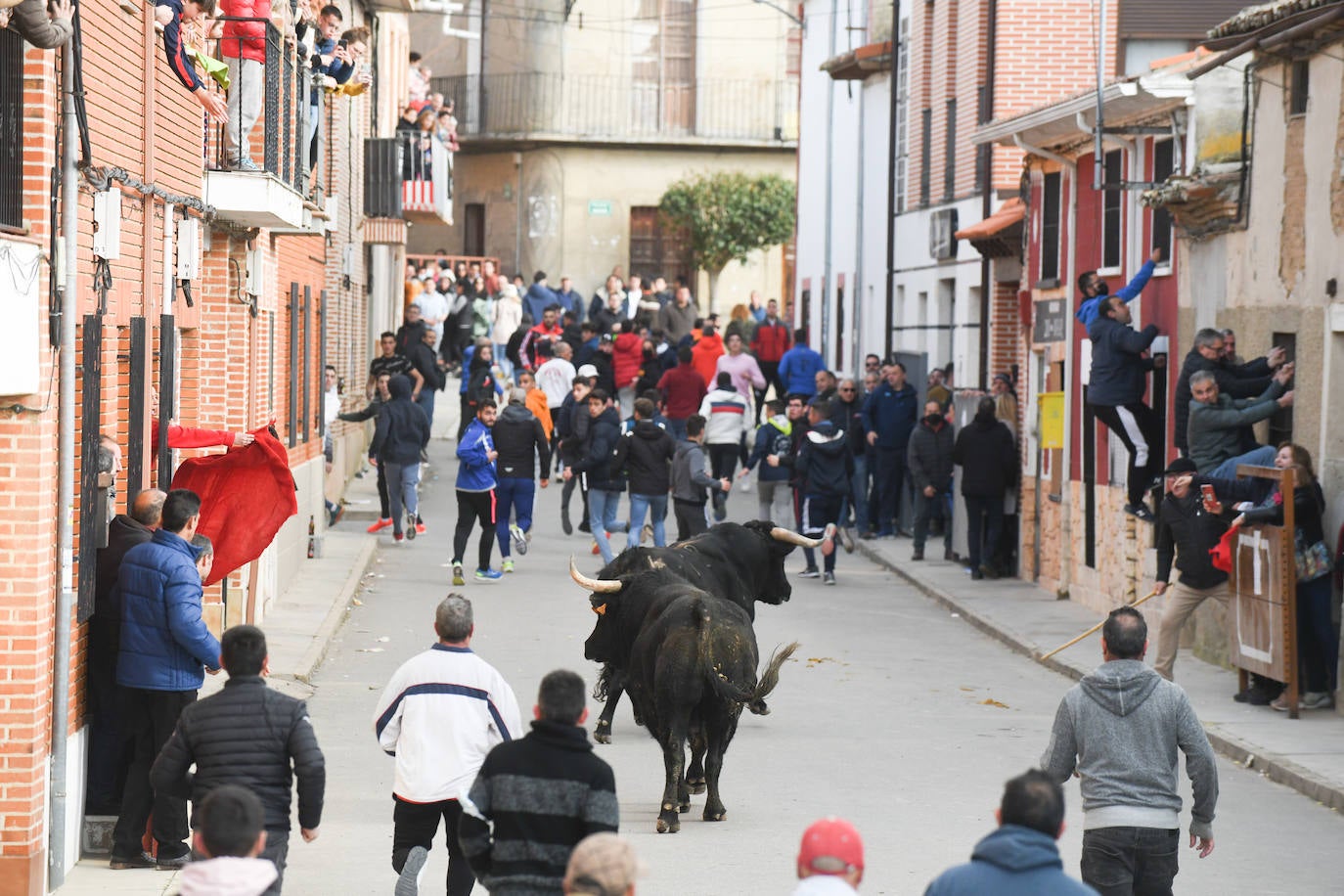 El 'Toro del Arrope' regresa a Siete Iglesias. 