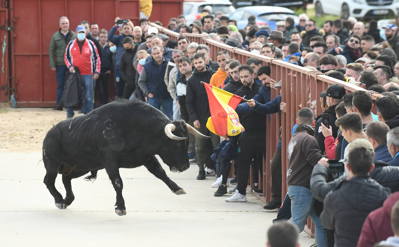 Un toro atiende al cite de los aficionados en Siete Iglesias de Trabancos / 
