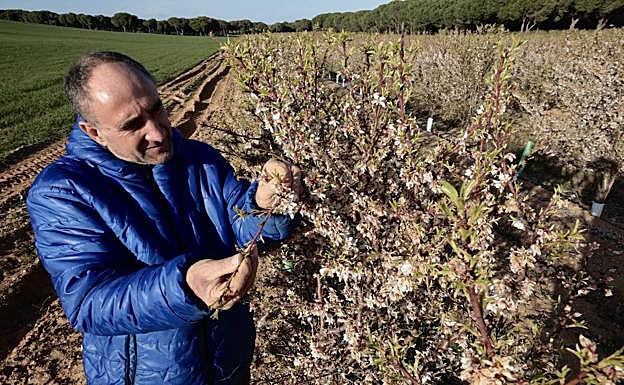 Manuel de Gregorio, en su finca de Alaejos con los almendros afectados por la helada. 