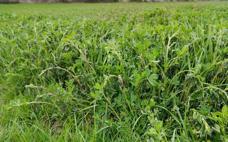 «La alfalfa la ha dejado arrasada completamente, no sé si brotará»