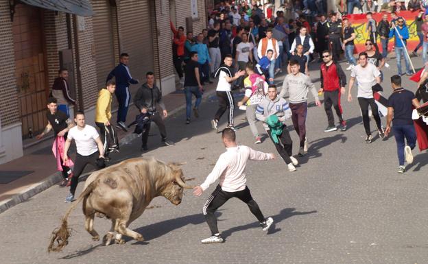 Varios jovenes citan a uno de los astados lidiados en Pedrajas de San Esteban.