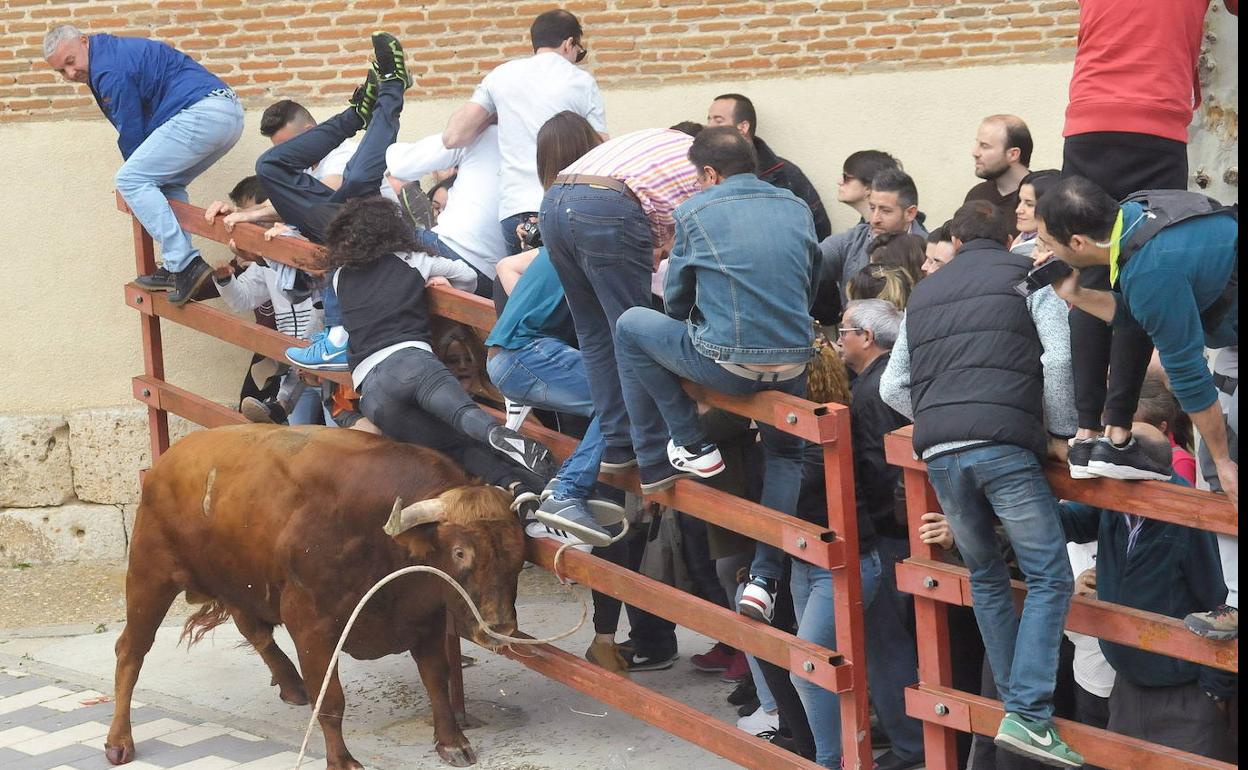Un toro embiste una talanquea en un festejo taurino en La Seca en 2018. 