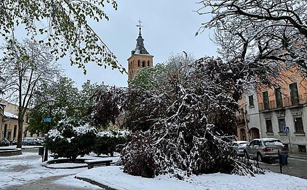 Árboles caídos por el peso de la nieve en la plaza de la Merced. 
