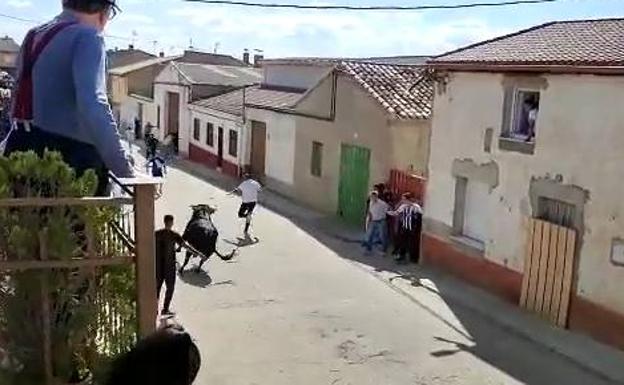 El toro, segundos antes de embestir al vecino de San Román de Hornija.