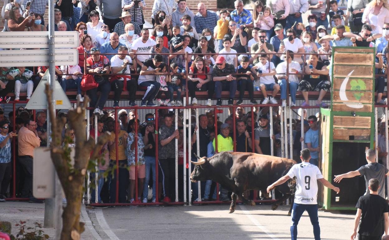 Un toro en la suelta celebrada en La Seca el pasado sábado. 
