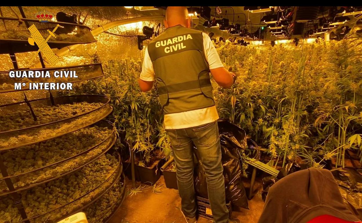 Una de las plantaciones localizadas, con los cogollos ya preparados.