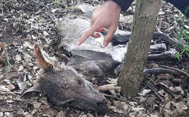 Denuncian la muerte de un lobo en Tierra de Campos