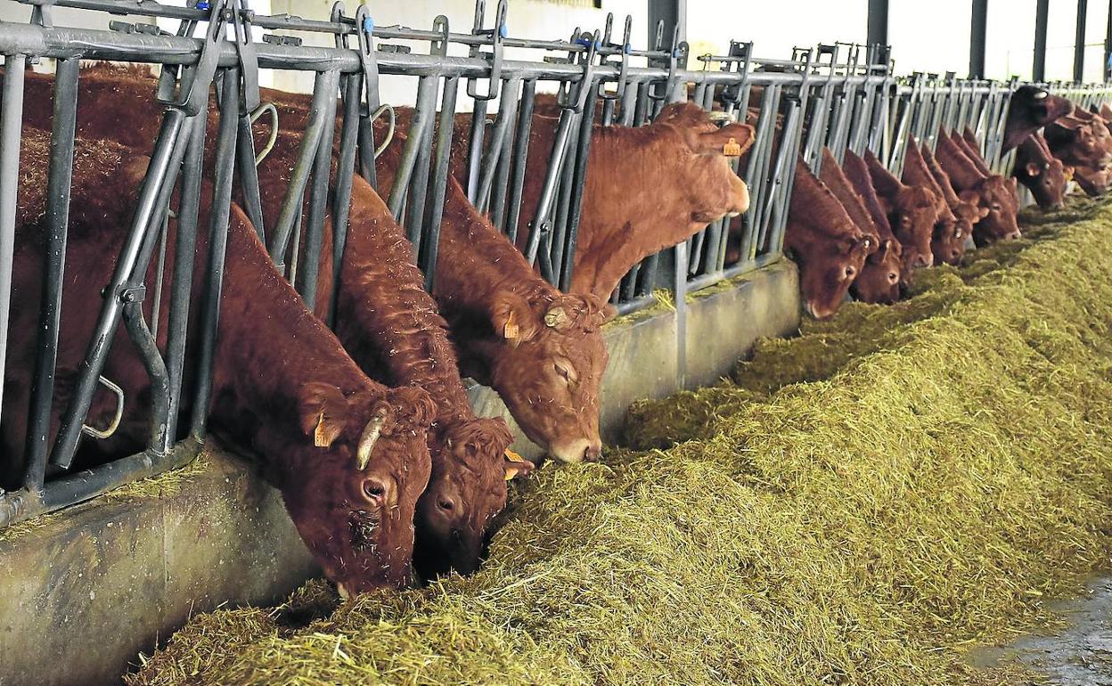 El campo sufre la falta de jóvenes y pierde un millar de explotaciones en una década