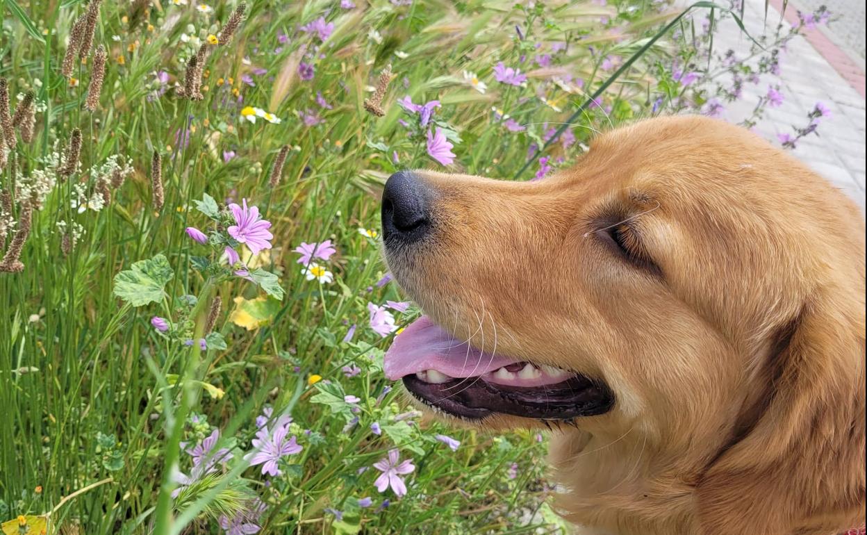 Un golden retriever posa cerca de unas espigas en Valladolid. 