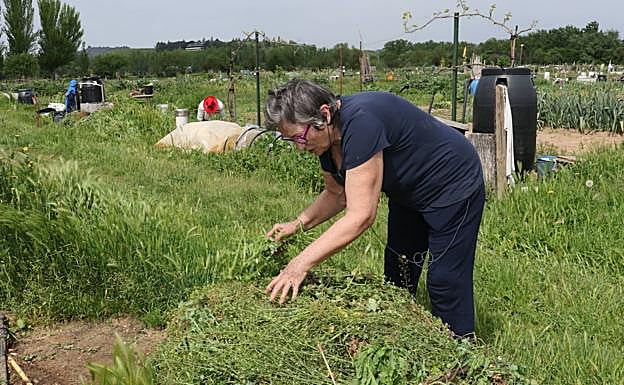 Una hortelana retira hierbas de uno de los terrenos. 