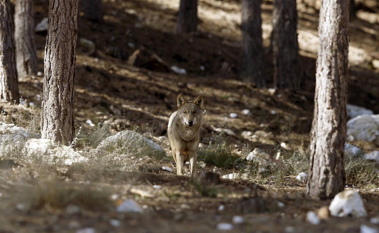 Un lobo en el centro dedicado a esta especie en Robledo (Zamora). 