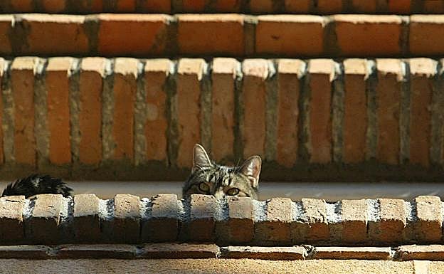 Mata al gato de su pareja tirándolo por la ventana de su domicilio en Valladolid