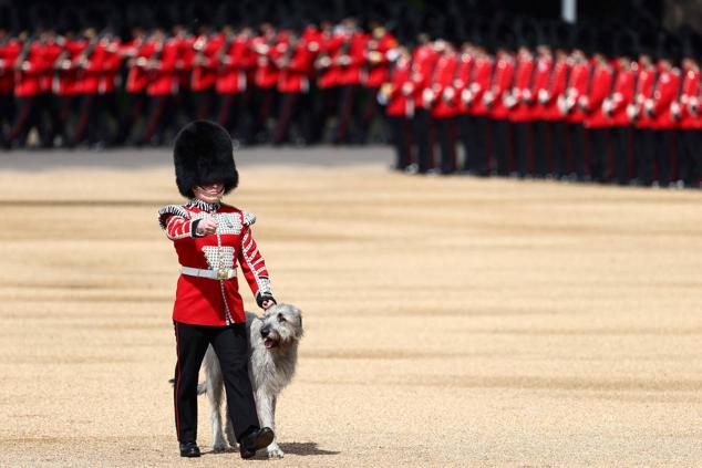 2 de junio | La mascota de la guardia, preparada para el desfile.