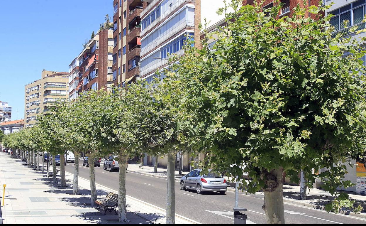 Hilera de plátanos de la avenida de Castilla.