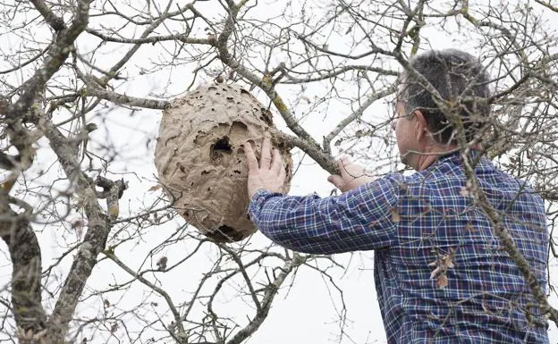 La varroa, el ácaro que arrasa las colmenas de abejas y pone en