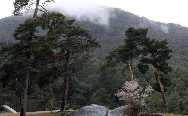 Paraje boscoso dentro de la Reserva de la Biosfera de El Espinar y Real Sitio. 