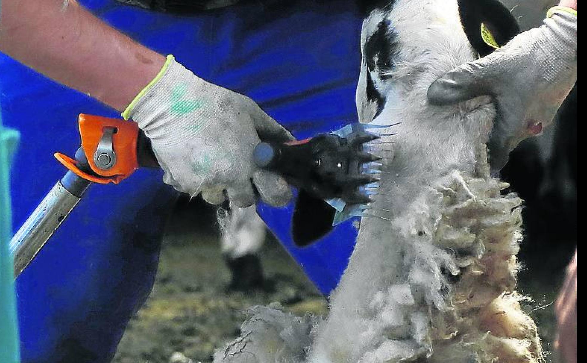 Clases de esquileo en la escuela agraria de Viñalta.