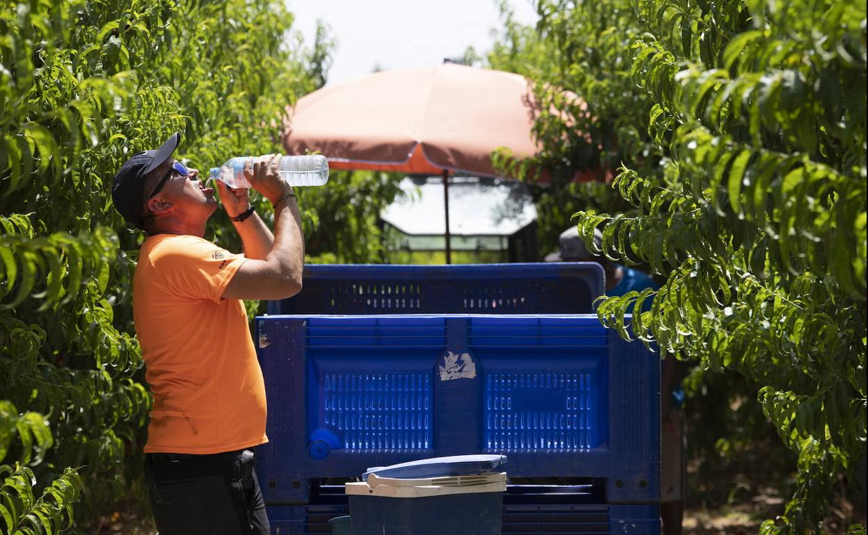 Un temporero que trabaja en la recogida del melocotón en Lérida se refresca este miércoles. 