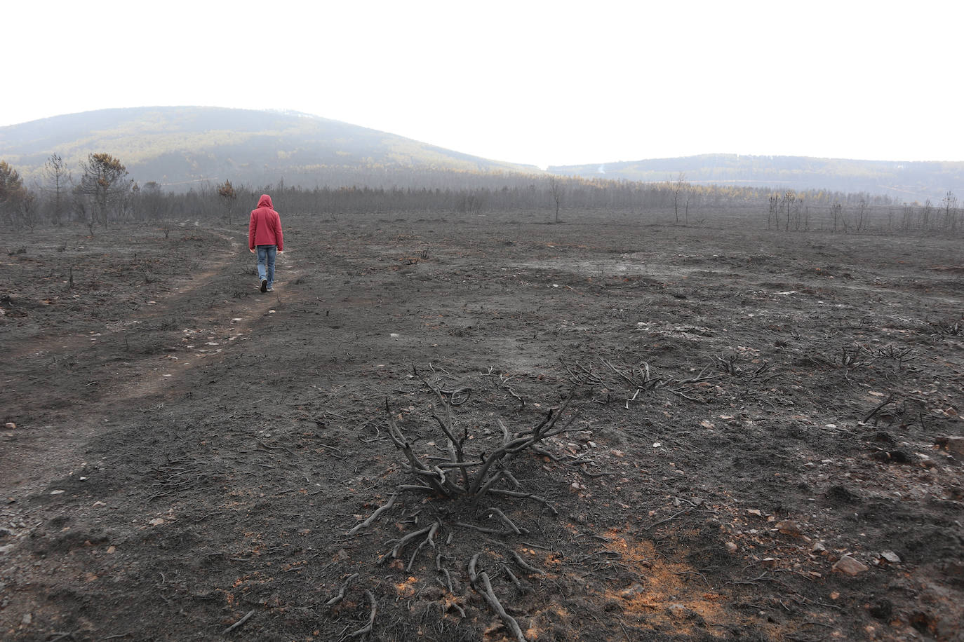 La Sierra de la Culebra, reducida a cenizas tras el paso del incendio forestal.