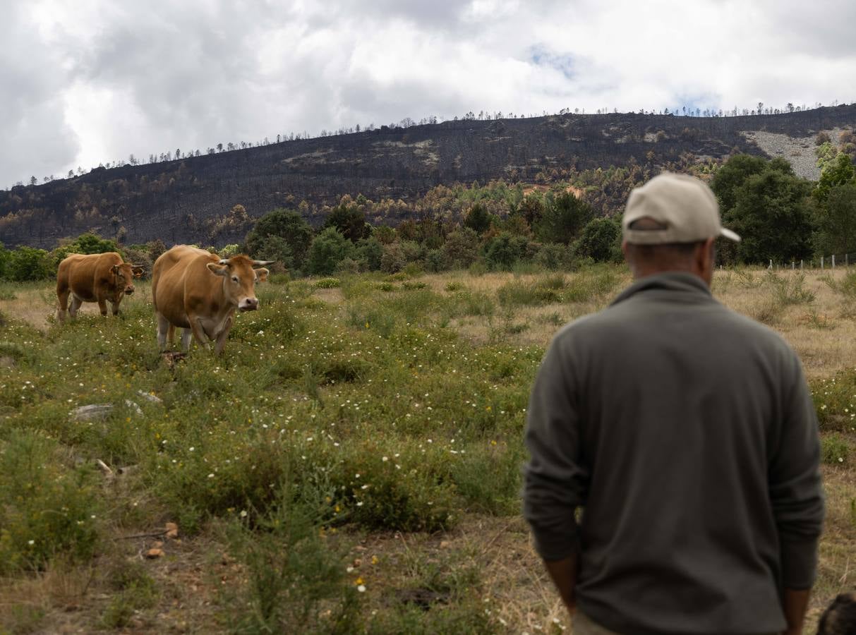 Fotos:Vecinos de Ferreras de Arriba relatan con tristeza el devastador incendio de la Sierra de la Culebra