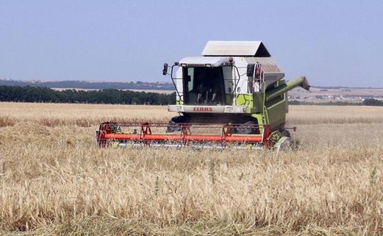 Cosechadora en un campo de cereal cercano a Segovia. 