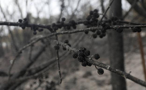 Imagen. El paisaje quemado después del incendio. 