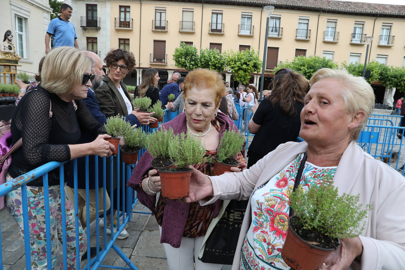 Fotos: Reparto del tomillo de San Juan en Palencia