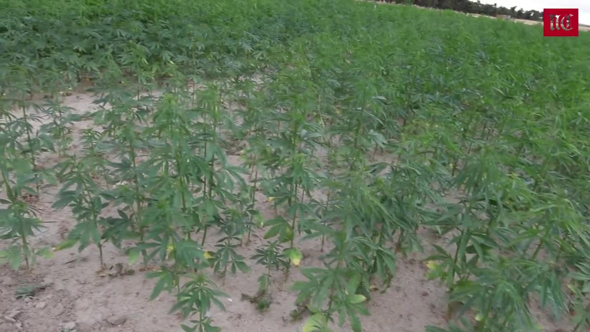 El agricultor Gustavo Galán, un segoviano que introdujo un superalimento entre las pasta