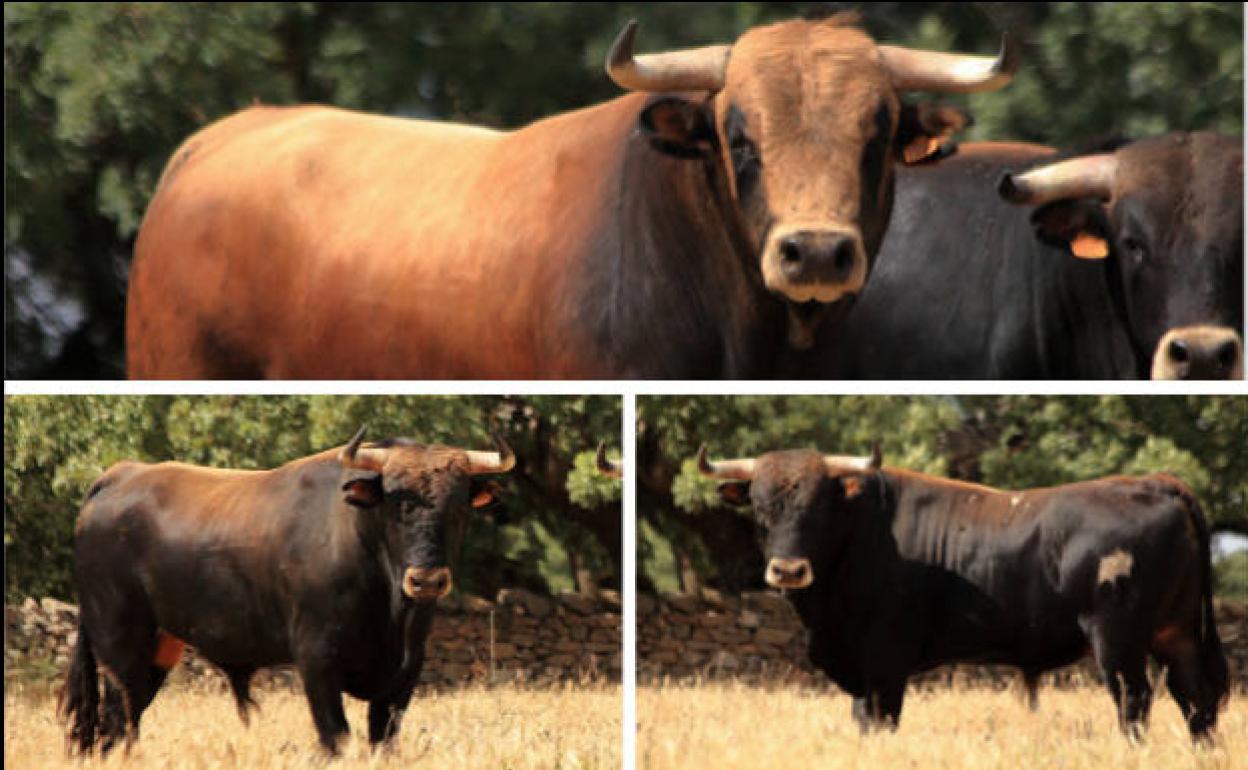 Tejedor, Sultán y Carcelero, astados de la ganadería de Rollanejo. 