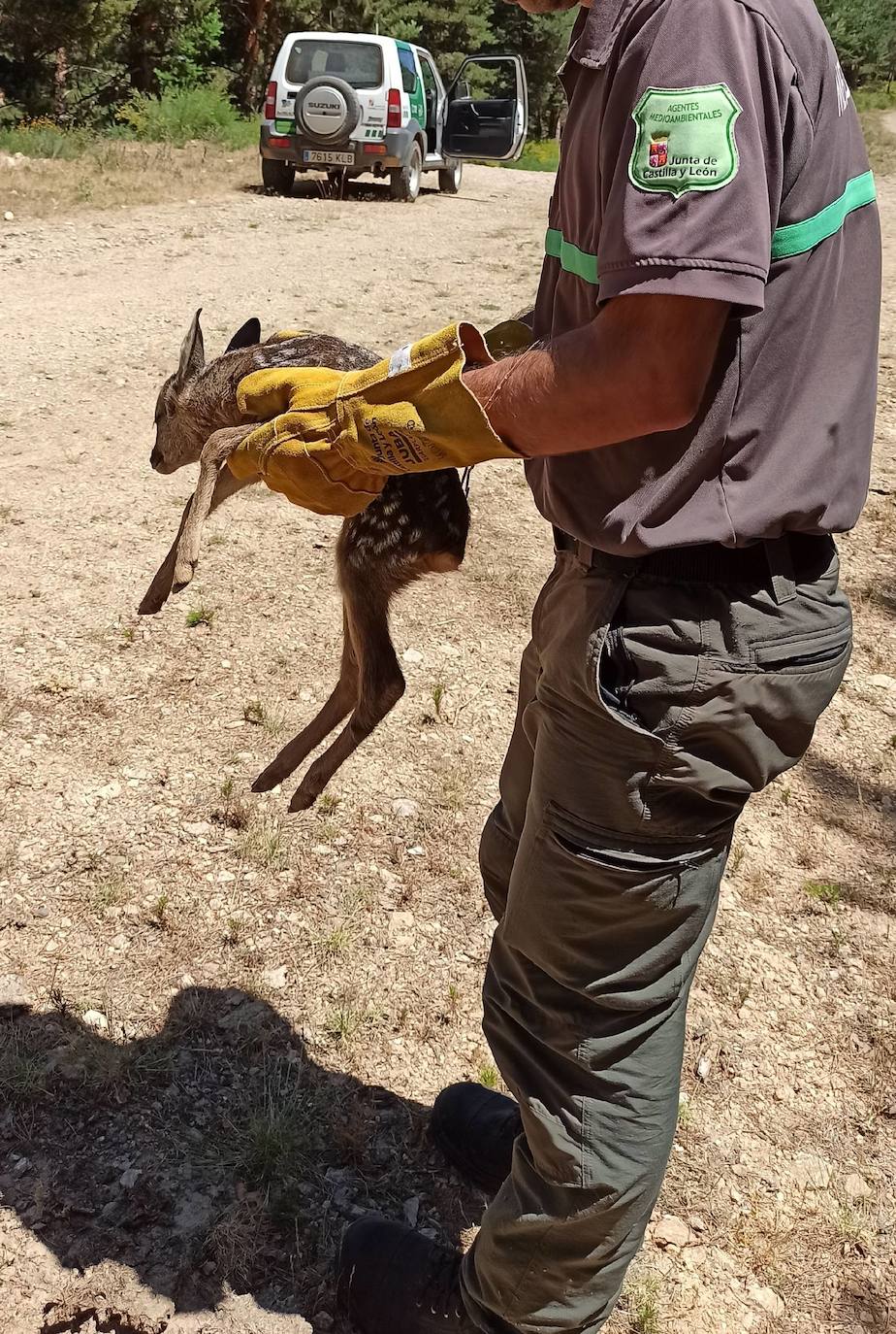 Un agente medioambiental reintegra a la cría en el lugar donde fue hallada. 