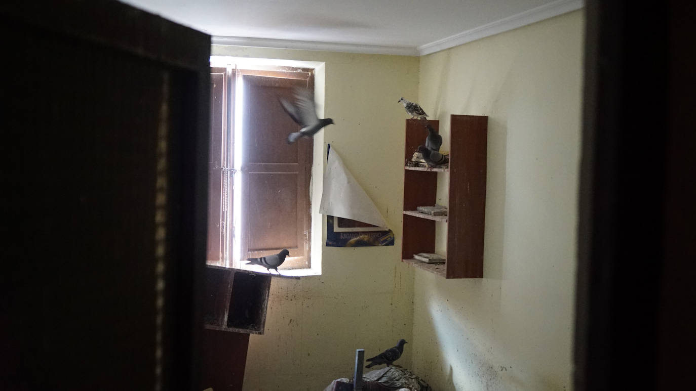 Fotos: Así se encuentra la vivienda invadida por palomas en Valladolid