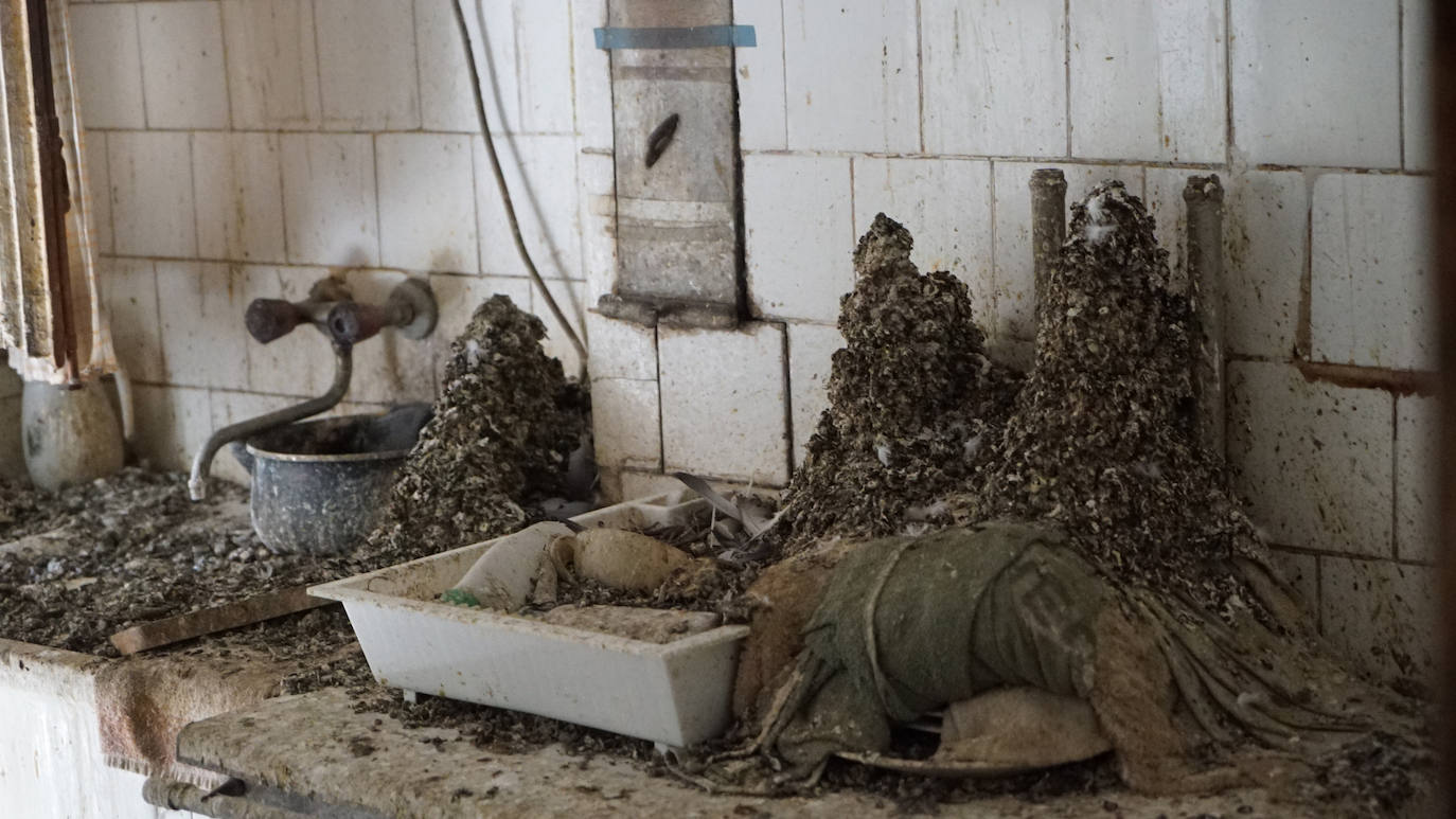 Fotos: Así se encuentra la vivienda invadida por palomas en Valladolid