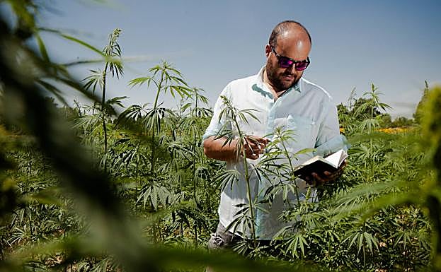 Los ensayos de cáñamo en la región abren un nuevo futuro al campo