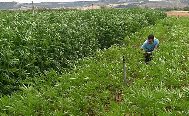 El investigador José María Arjona inspecciona el ensayo de cáñamo en Zamadueñas.