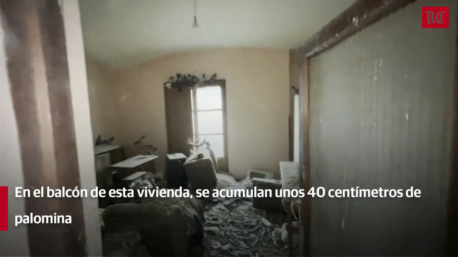 Los vecinos de una vivienda en Valladolid viven invadidos por las palomas