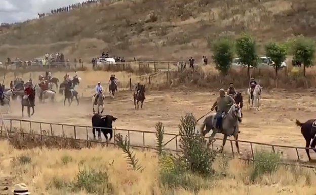 Encierro mixto de Siete Iglesias de Trabancos en honor a San Pelayo. 