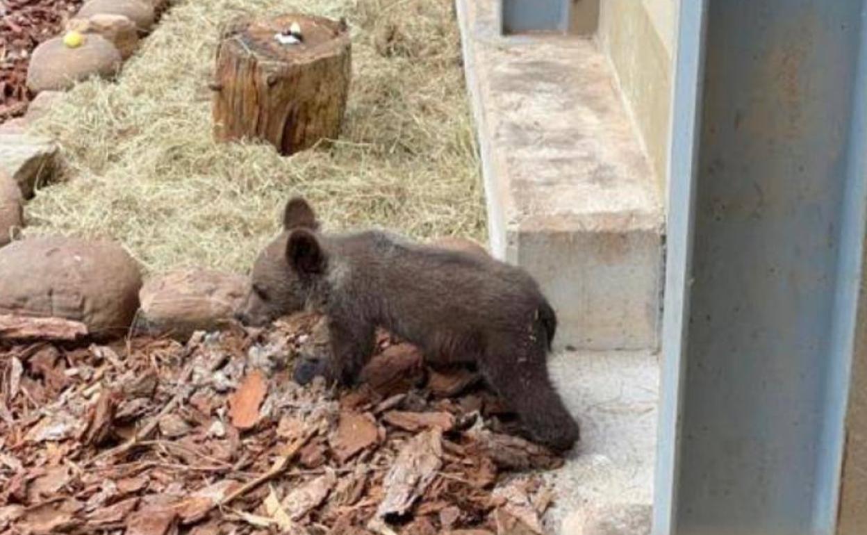 El osezno en el Centro de Recuperación de Fauna Silvestre de Villaescusa. 