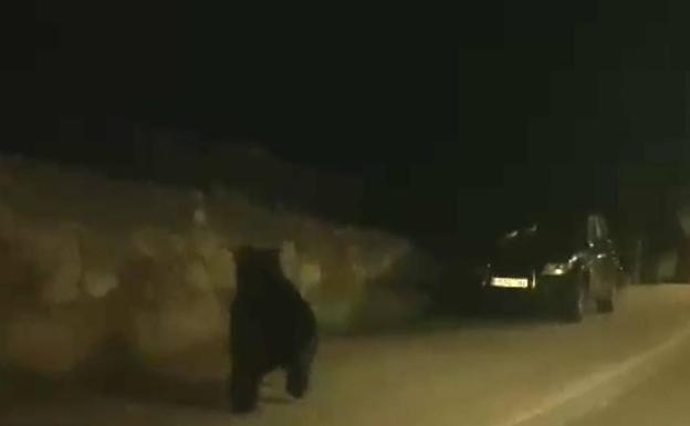 Palencia: Cierran al público un parque en Barruelo tras avistar a un oso por la zona