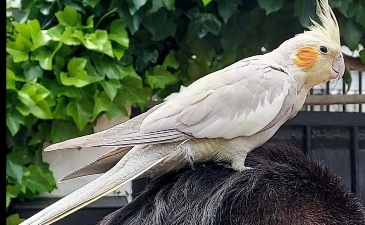 La ninfa localizada por una vecina en una calle de Valladolid. 