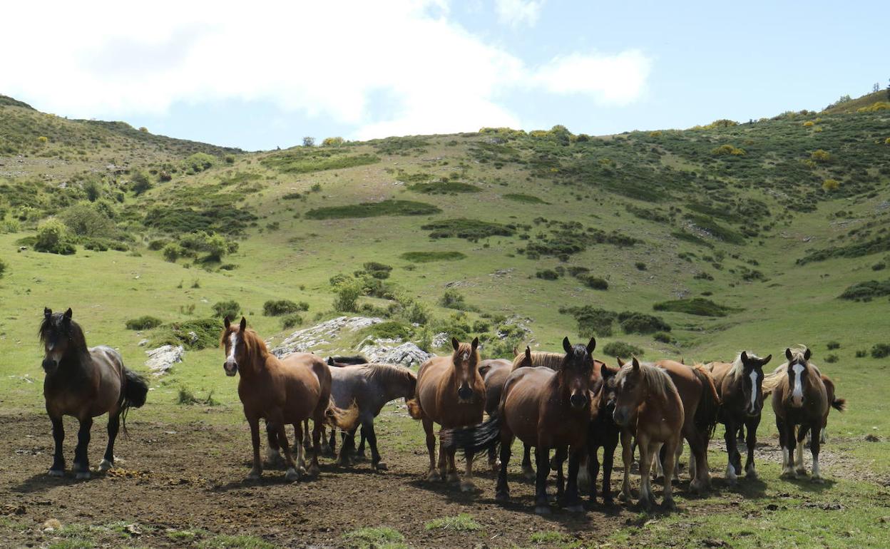 Caballos en la Montaña Palentina. 