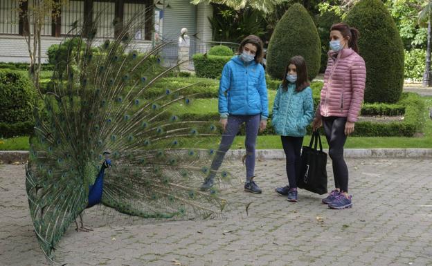 Una familia observa a un pavo real pavoneándose en el Campo Grande. 