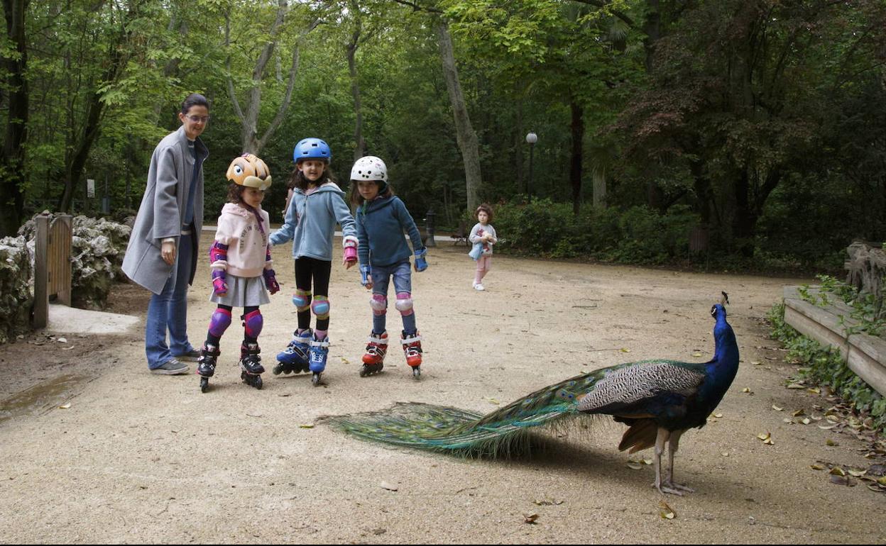 Una familia observa aun pavo real que les devuelve la mirada en el Campo Grande de Valladolid. 