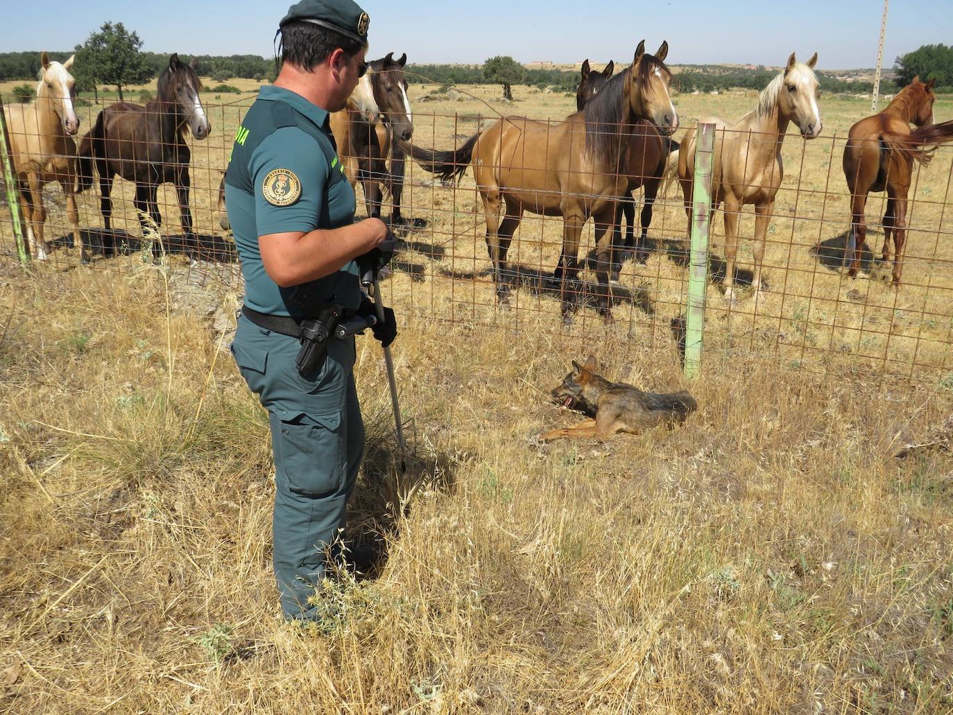 Un agente del Seprona, junto al lobo rescatado en El Cubillo.